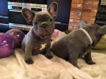 Adotable French bulldog puppies - Sell advertisement in Munich