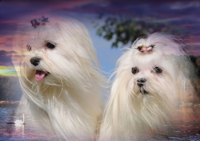 Maltese puppies - FCI registered - photo
