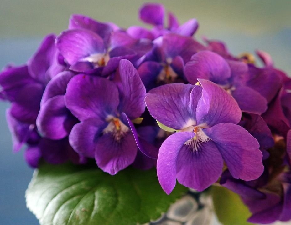 Wholesale of Violet from the manufacturer at optimal prices - photo