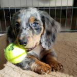 Mini Dachshund Puppies For Sale - Sell advertisement in Munich