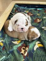 Ofrezco impresionantes Bulldog Inglés macho y hembra en adopción - Sell advertisement in Barcelona