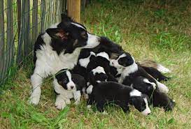Border Collie Dogs and Puppies for sale - photo