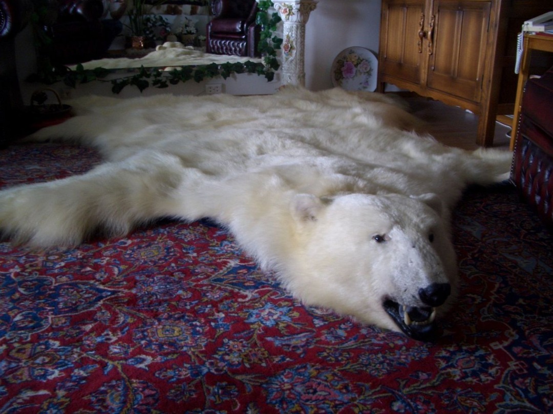 Fvvdjddldfklf Beautiful Polar Bear Rug - photo
