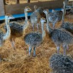 Healthy ostrich chicks and eggs available  - Sell advertisement in Luxembourg city